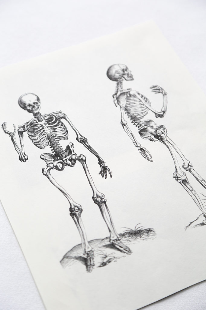 DIY Skeleton Botanical Art for Halloween