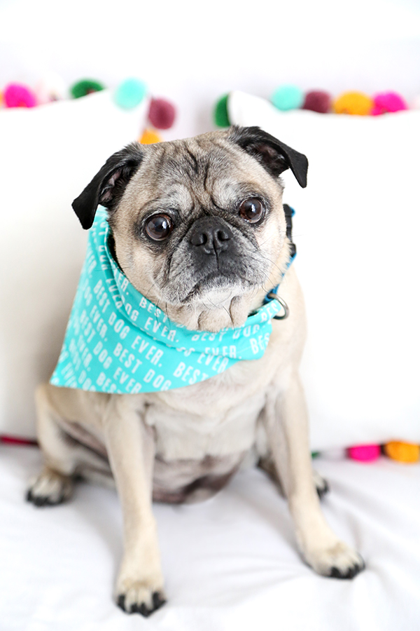 Easy Sew Dog Collar Bandana