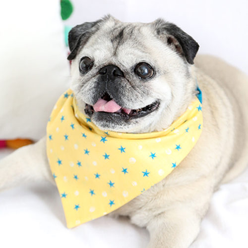 Easy Sew Dog Collar Bandana Confetti Fix