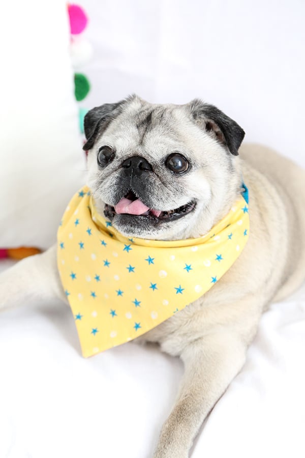 Easy Sew Dog Collar Bandana