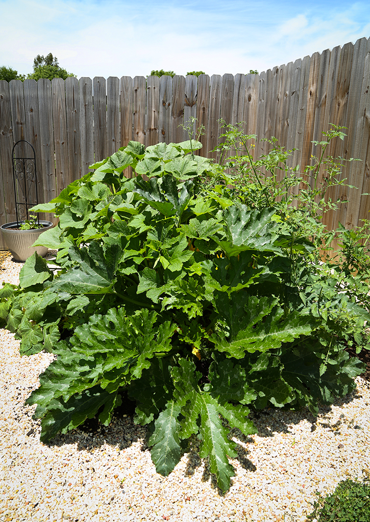 Lasagna Garden